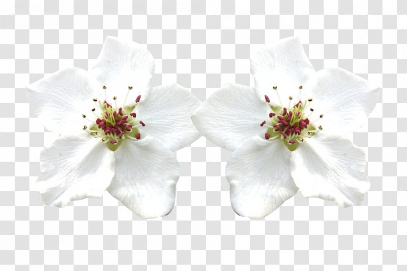 Petal Download - Flower Arranging - Two White Pear Petals Picture Material Transparent PNG