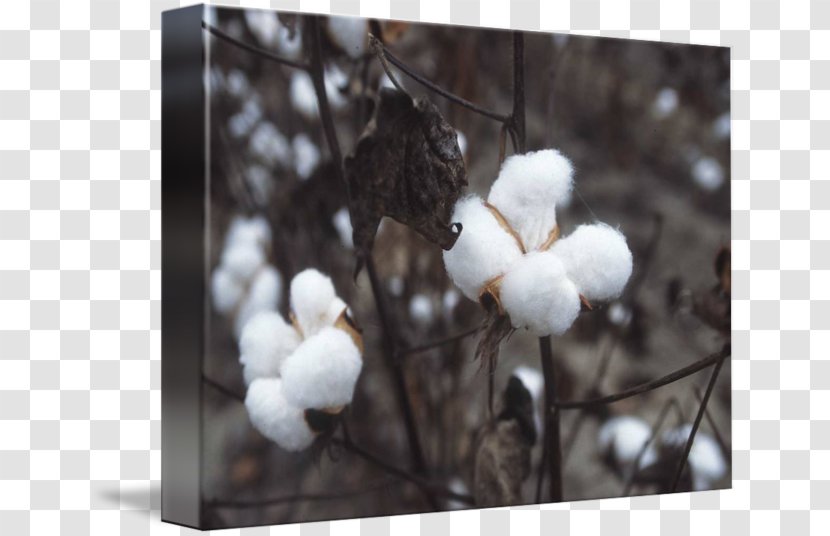 Cotton Industry Textile 綿 Kapok Tree - Twig - Plant Transparent PNG