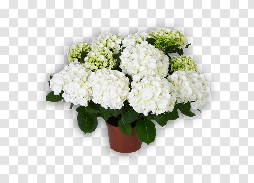 Hydrangea Flowerpot Cut Flowers Floral Design - Flower Arranging Transparent PNG