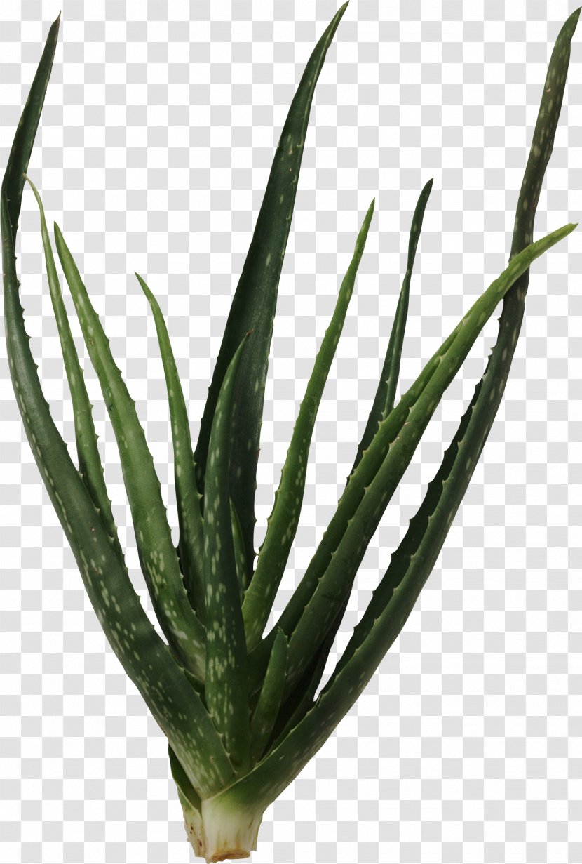 Succulent Plant Cactaceae Aloe Vera Clip Art - Agave Azul - Cactus Transparent PNG