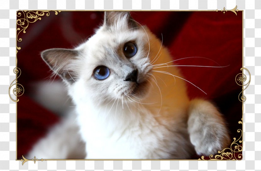 Birman Ragdoll Balinese Cat Whiskers Kitten - Snout Transparent PNG