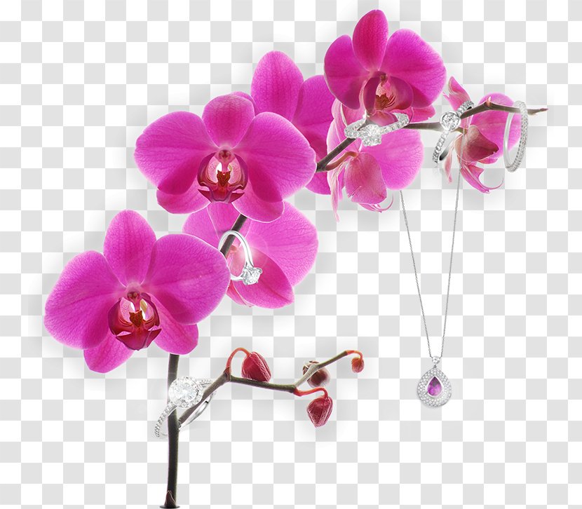 Moth Orchids Stock Photography Image Pink - Orchid - Gold Transparent PNG