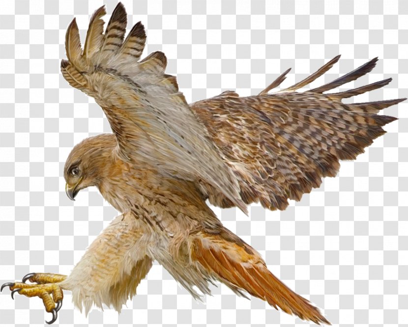 Red-tailed Hawk Drawing - Royaltyfree - Indian Eagle Transparent PNG