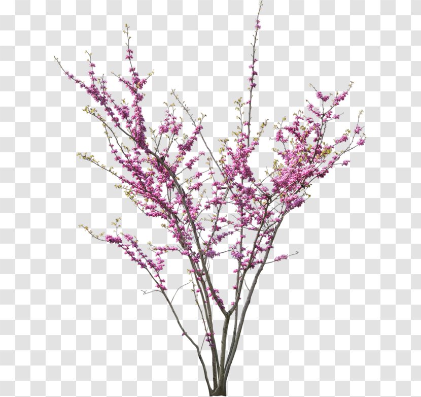 Tree Cercis Siliquastrum Flower Blossom Transparent PNG