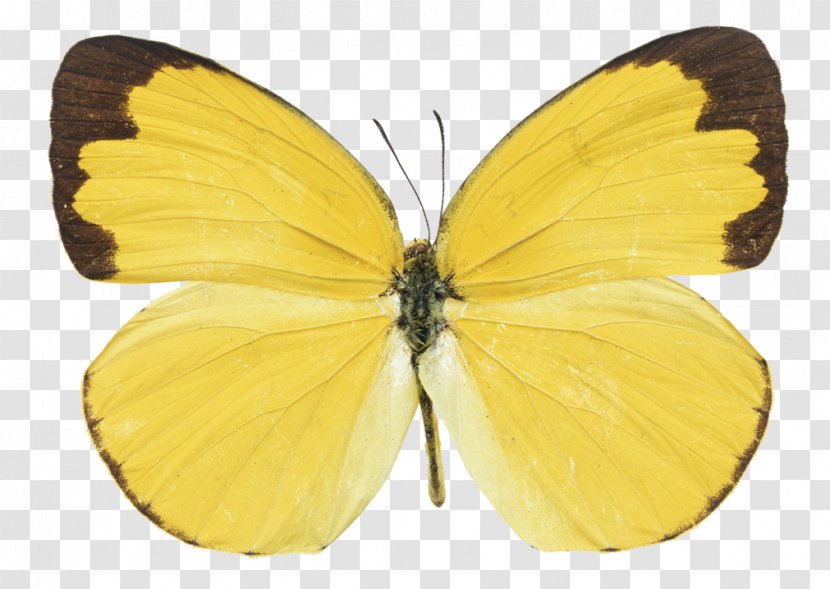 Butterfly Yellow Photography Orange-barred Sulphur - Stock Transparent PNG
