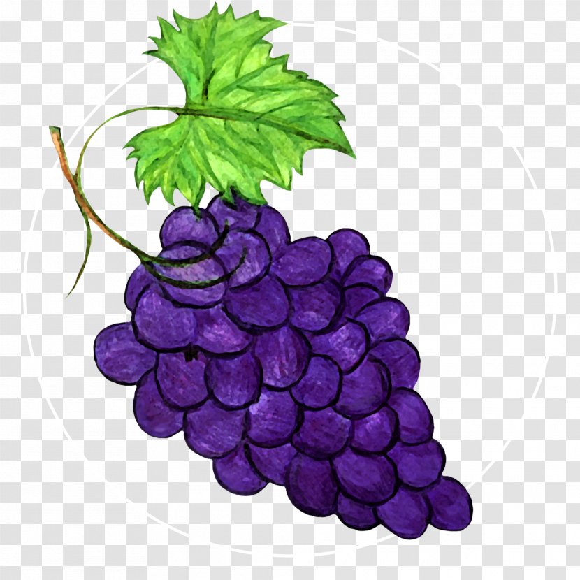 Grape Leaves Seedless Fruit Grapevine Family Vitis - Purple Transparent PNG