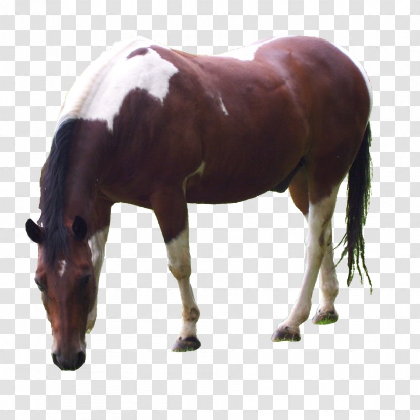 Mane Mustang Halter Mare Foal - Horse Harnesses - Quarter Transparent PNG