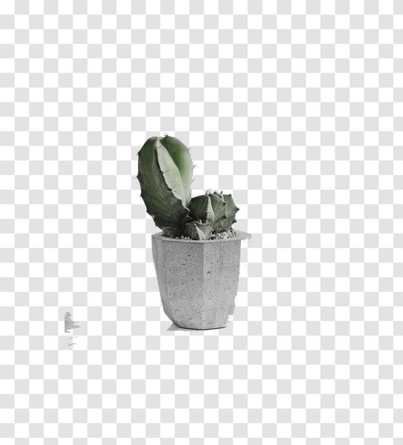 Cactaceae Download Google Images Computer File - Plant - Potted Cactus Transparent PNG