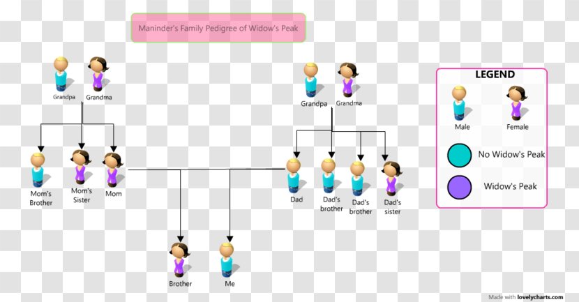 Pedigree Chart Family Tree Genetics Purebred Transparent PNG