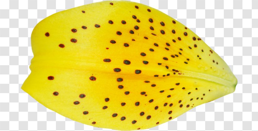Yellow Petal RGB Color Model Flower Adobe Photoshop - Tulip - And Petals Transparent PNG