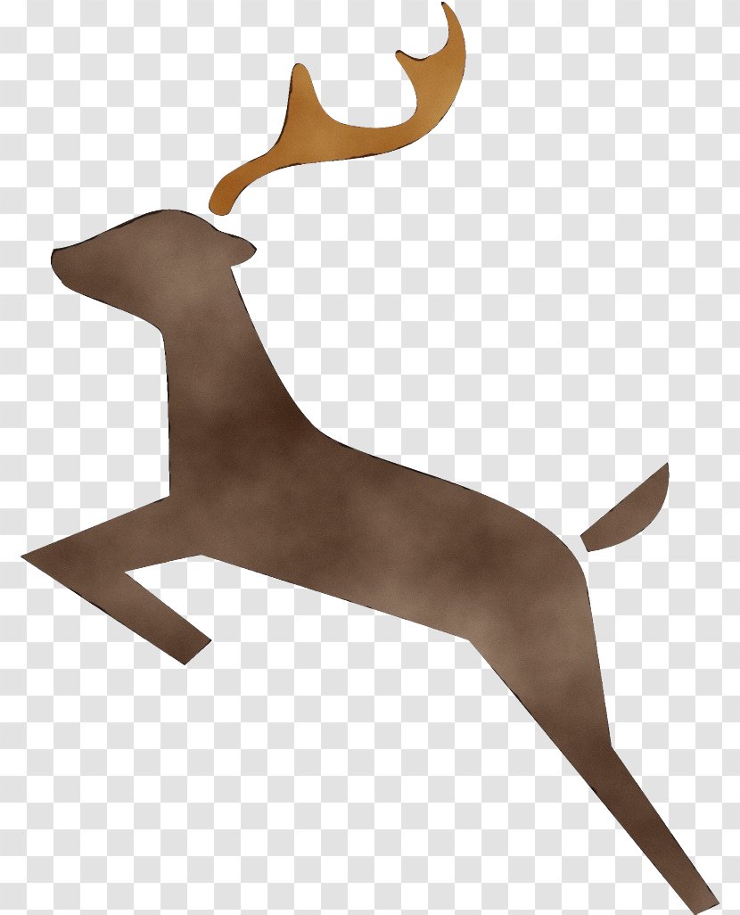 Reindeer - Wildlife - Fawn Transparent PNG