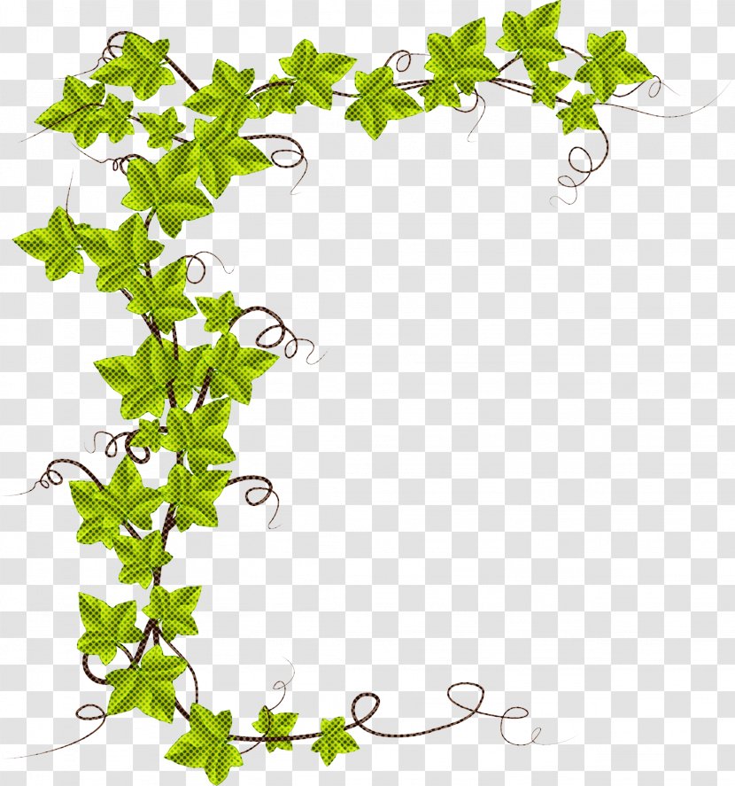 Ivy - Flower - Family Vine Transparent PNG