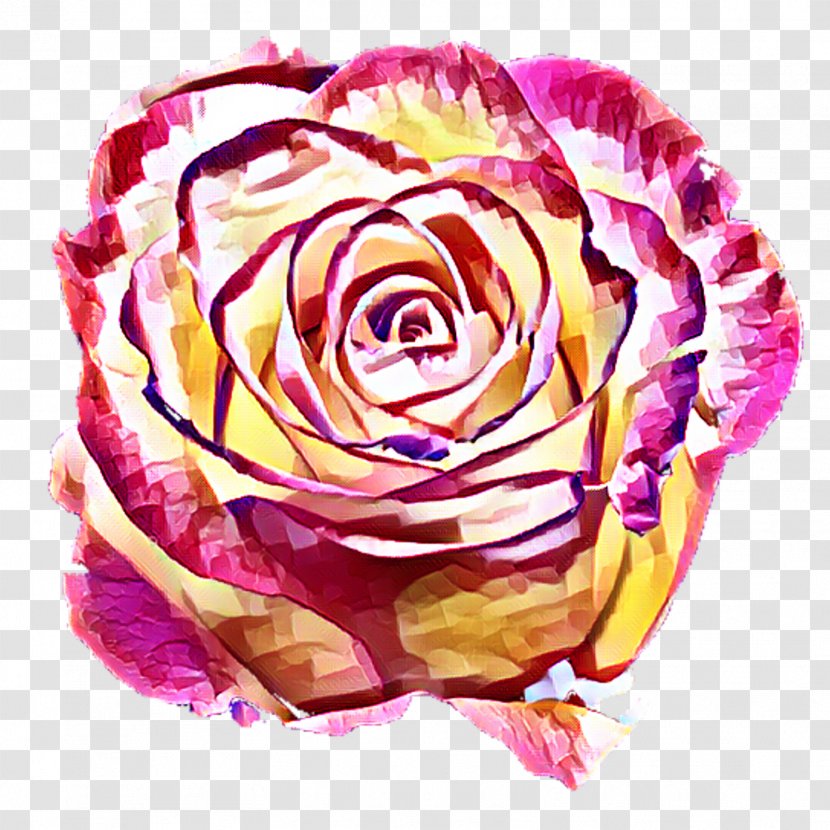 Garden Roses Cabbage Rose Floral Design Cut Flowers Petal - Hydrangea Background Transparent PNG