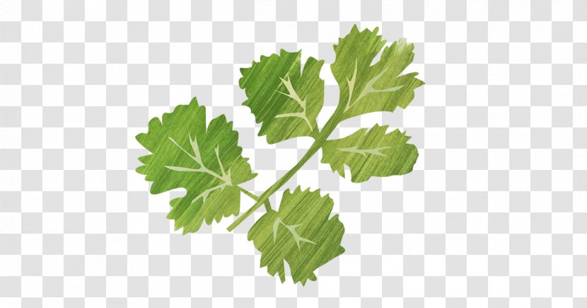 Parsley Spring Greens Coriander Rapini Grape Leaves - Broccoli Sprouts Transparent PNG