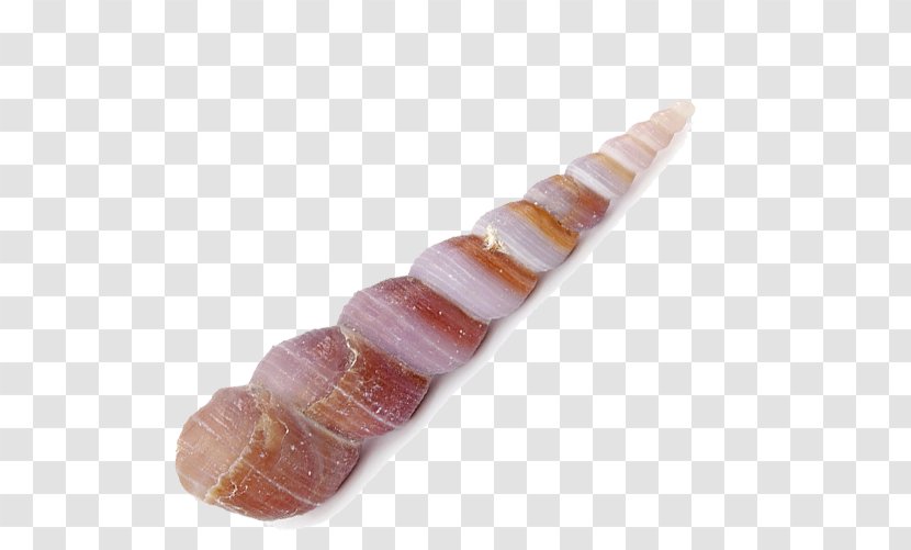 Meat Finger Orange - Conch Transparent PNG