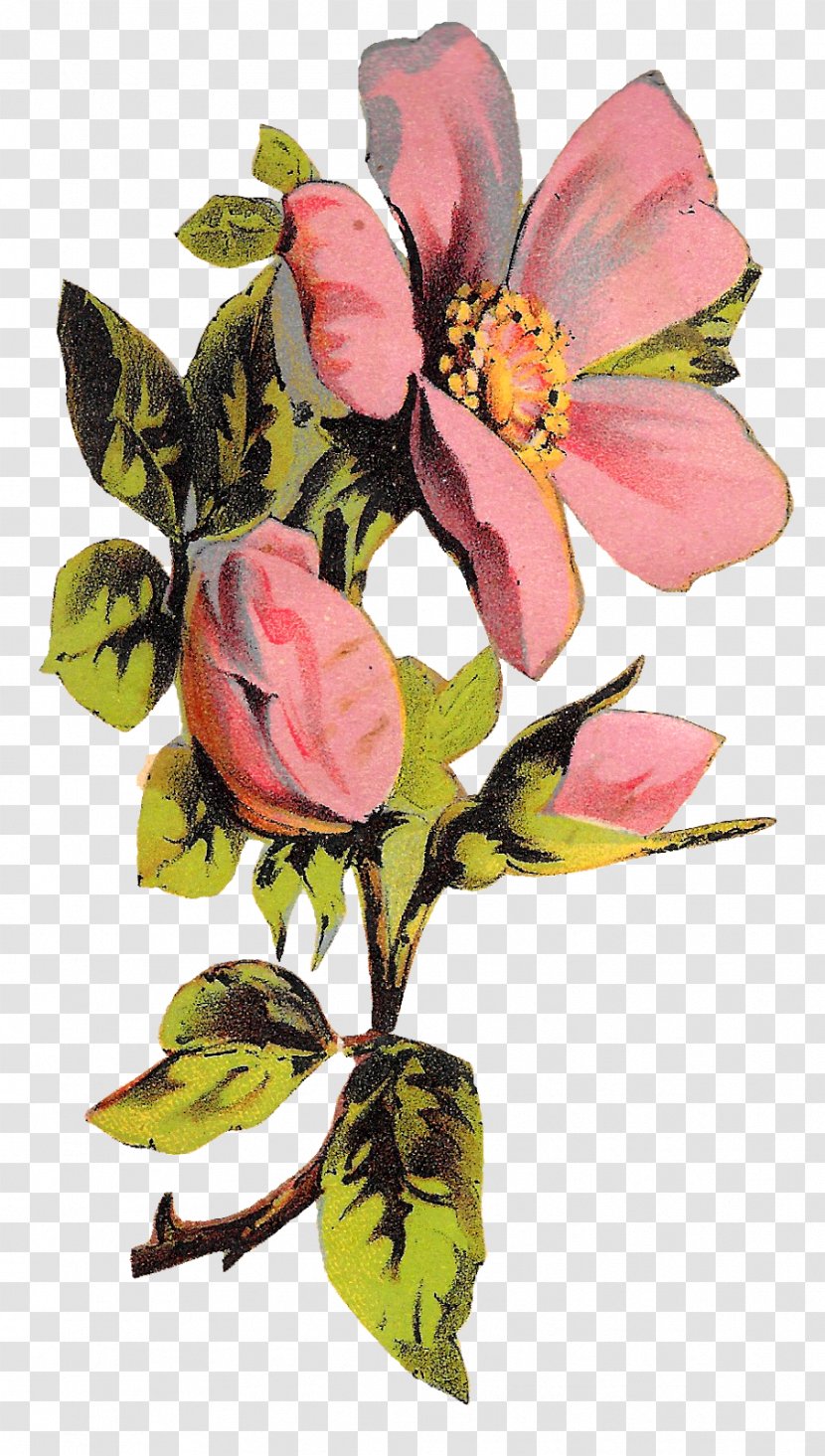 Cabbage Rose Floral Design Flower Clip Art - Rosa Centifolia Transparent PNG