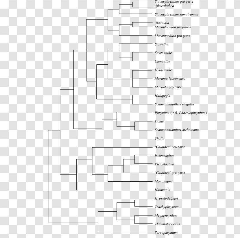 Fusarium Oxysporum Phylogenetic Tree Molecular Phylogenetics Solani - Silhouette - Watercolor Transparent PNG