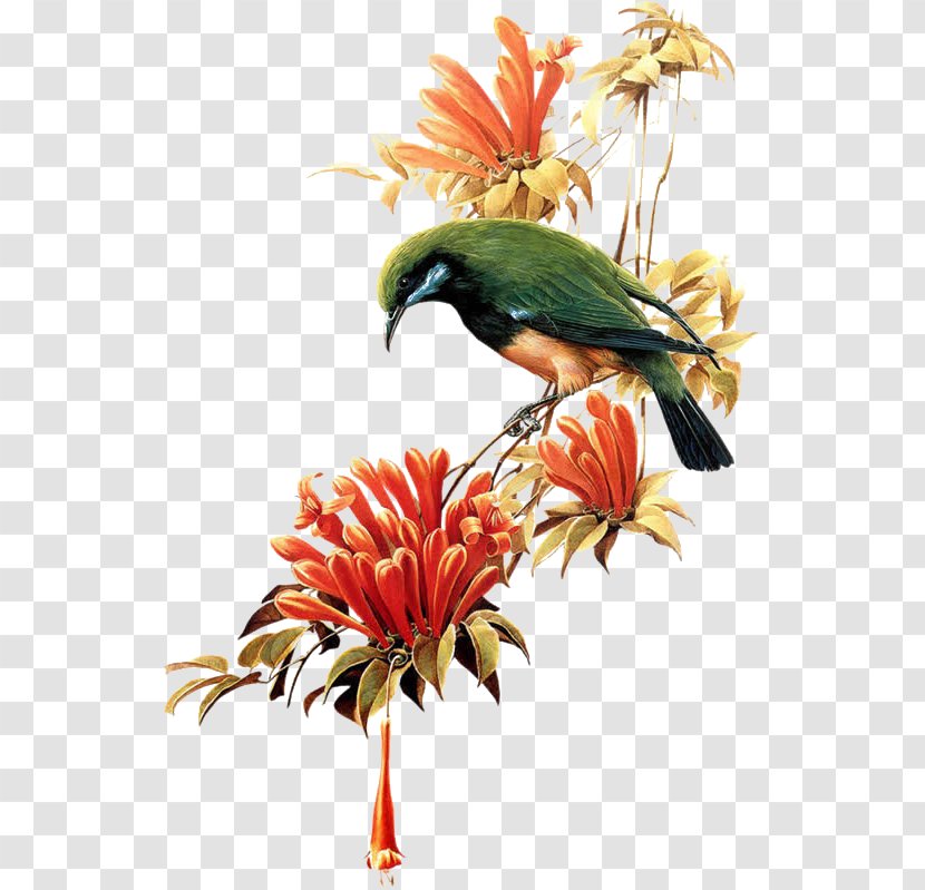 Bird T-shirt Flower - Plant - Parrot Transparent PNG