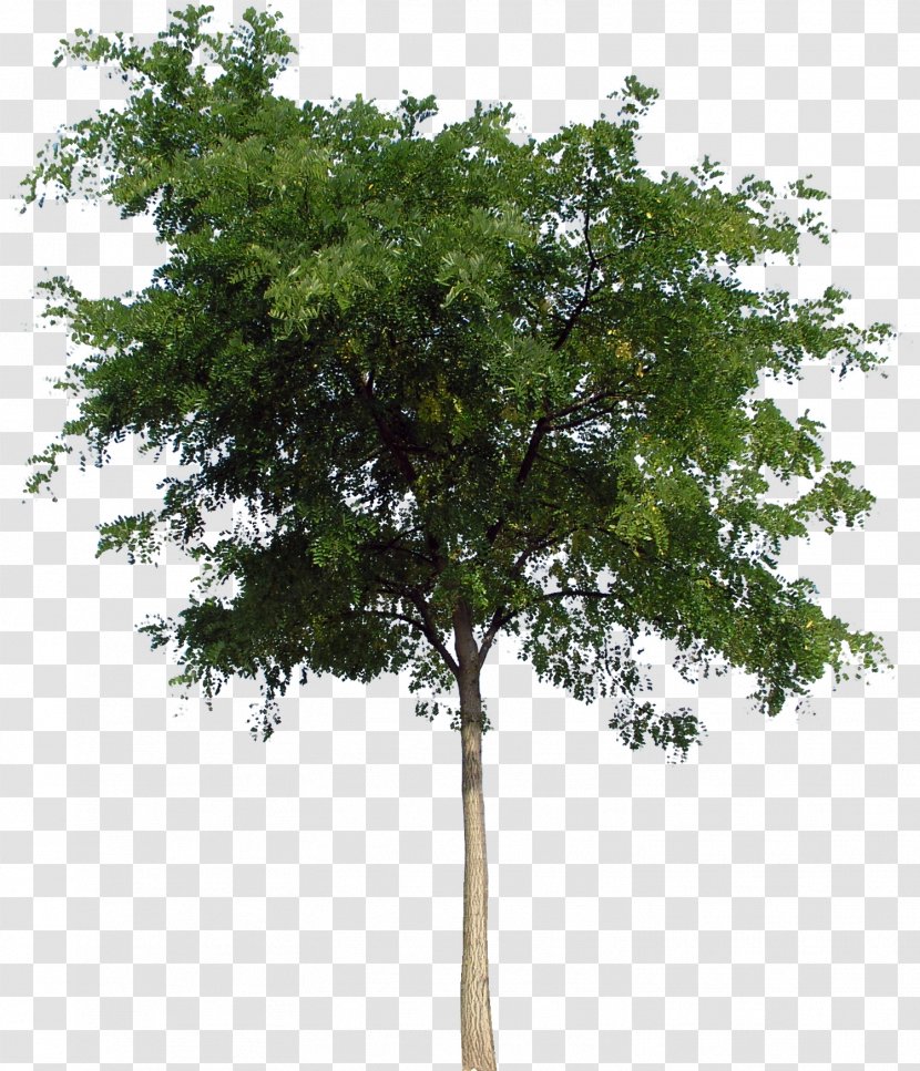 Tree - Deciduous Transparent PNG