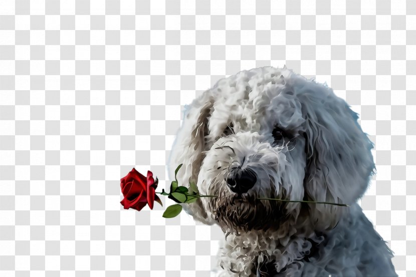 Dog Breed Terrier Old English Sheepdog Rare (dog) - Sporting Group Transparent PNG