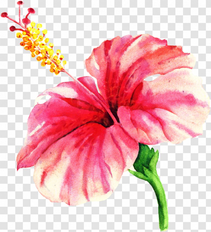 Flowers Background - Carnation - Pink Family Geranium Transparent PNG