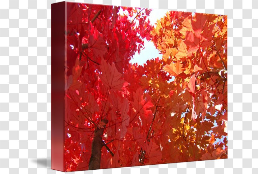Autumn Maple Leaf Acrylic Paint Gallery Wrap Art - Canvas - Poster Transparent PNG