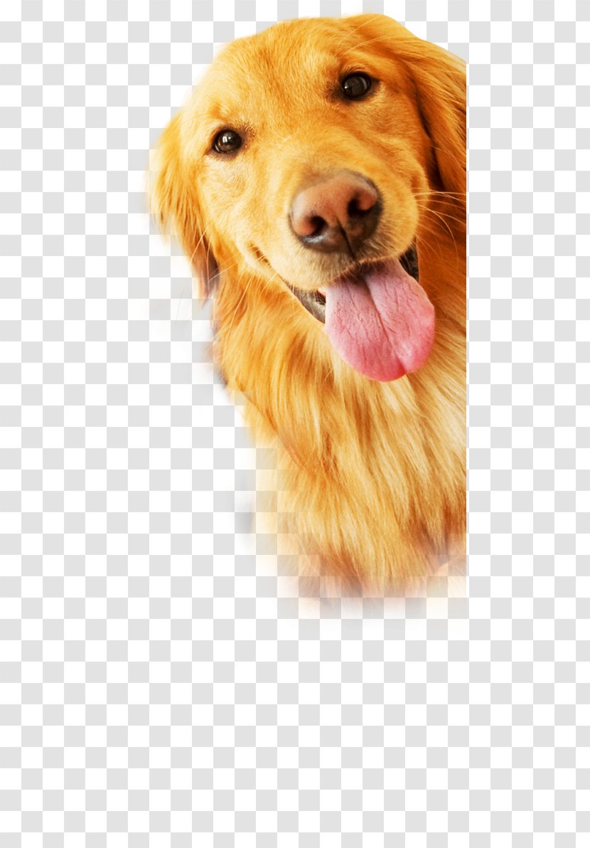 Golden Retriever Nova Scotia Duck Tolling Puppy Dog Breed Companion - Sporting Group Transparent PNG