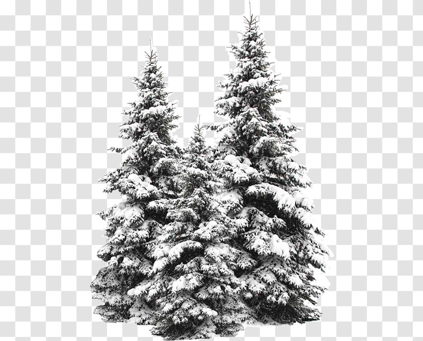 Snow Fir Tree Stock Photography Evergreen Transparent PNG