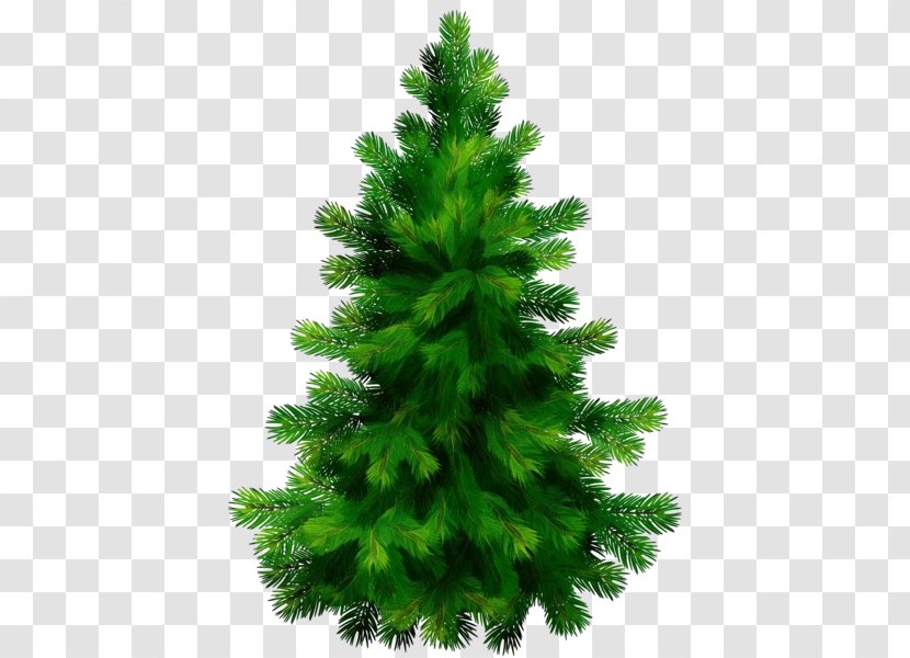 Balsam Fir Shortleaf Black Spruce White Pine Yellow Tree - Lodgepole - Plant Canadian Transparent PNG