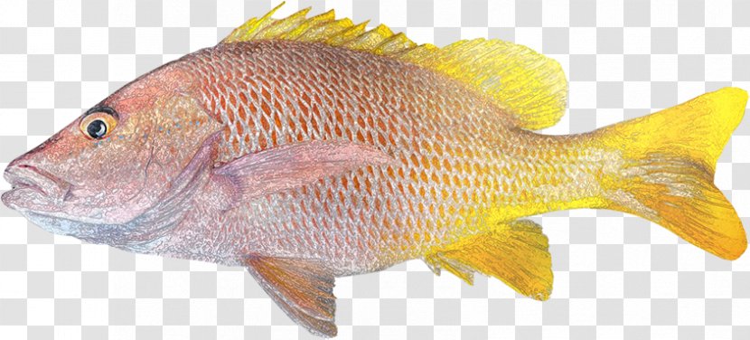 Northern Red Snapper Fish Euthynnus Lineatus Lane Food - Common Snappers - Peixe Pargo Transparent PNG