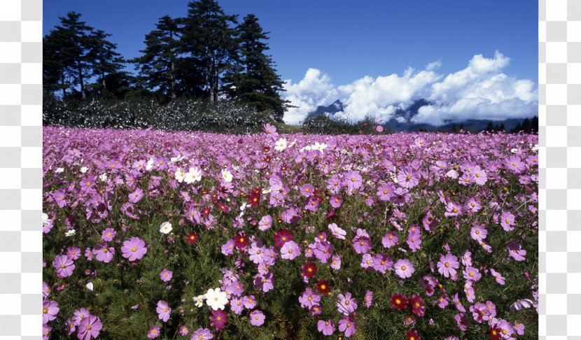 Garden Cosmos Flora Meadow Wildflower Annual Plant - Heart - Purple Transparent PNG