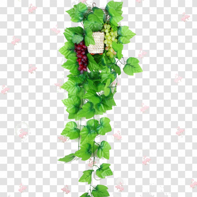 Grapevines Leaf - Fruit - Grape Transparent PNG