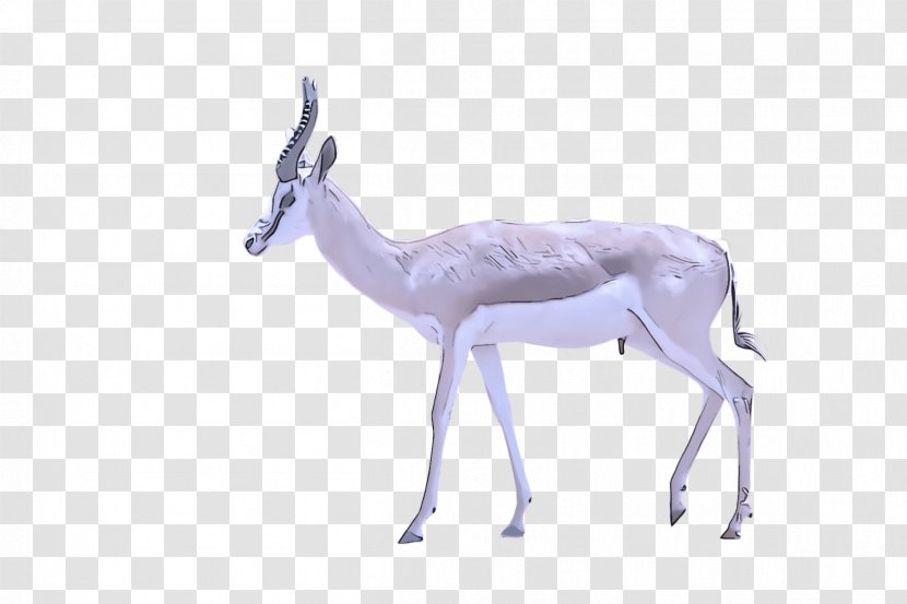 Antelope Gazelle Wildlife Springbok Deer - Musk - Impala Transparent PNG