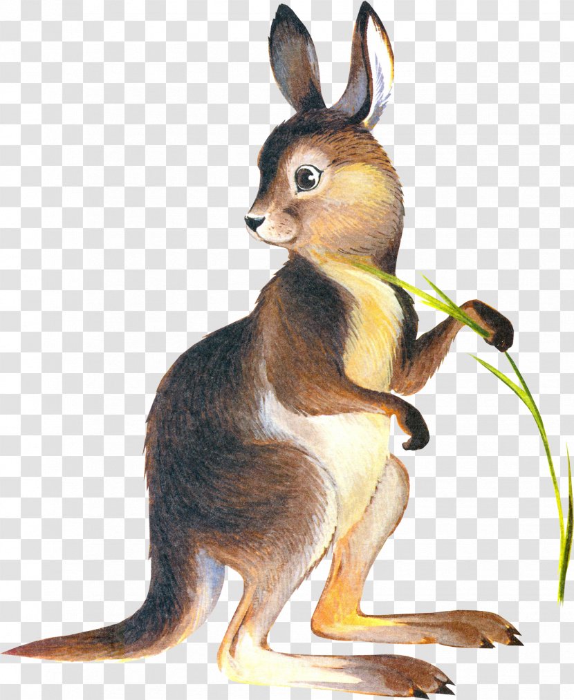 Kangaroo Domestic Rabbit Drawing Clip Art - Animal Transparent PNG