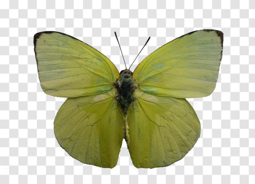 Clouded Yellows Common Emigrant Butterfly Pieridae Gossamer-winged Butterflies - Arthropod Transparent PNG