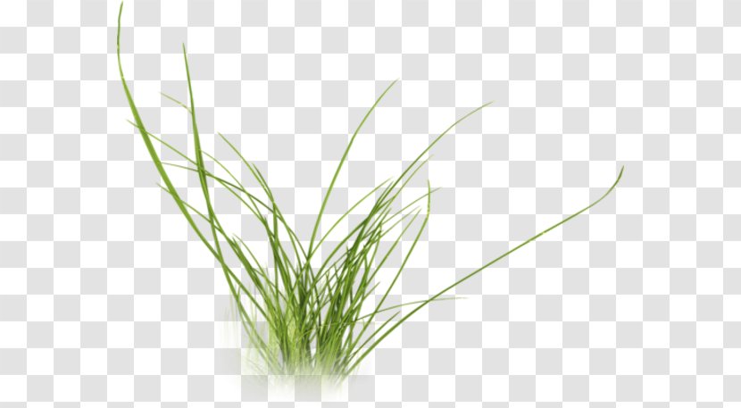Photography Drawing Clip Art - Plant - Grass Transparent PNG