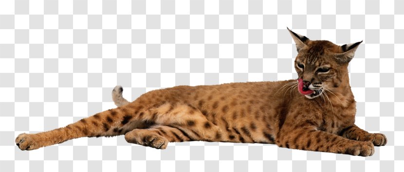 Lynxes Stock Photography Clip Art Felidae - Asian - Cat Transparent PNG