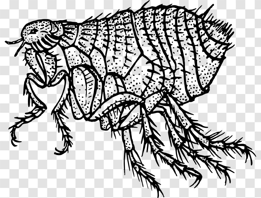 The Flea Insect Louse Dog - Fictional Character - Fleas Transparent PNG