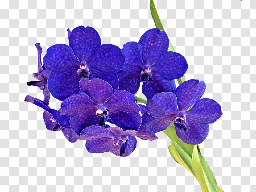 Orchids Cut Flowers Script Typeface - Blume - BLUE Transparent PNG