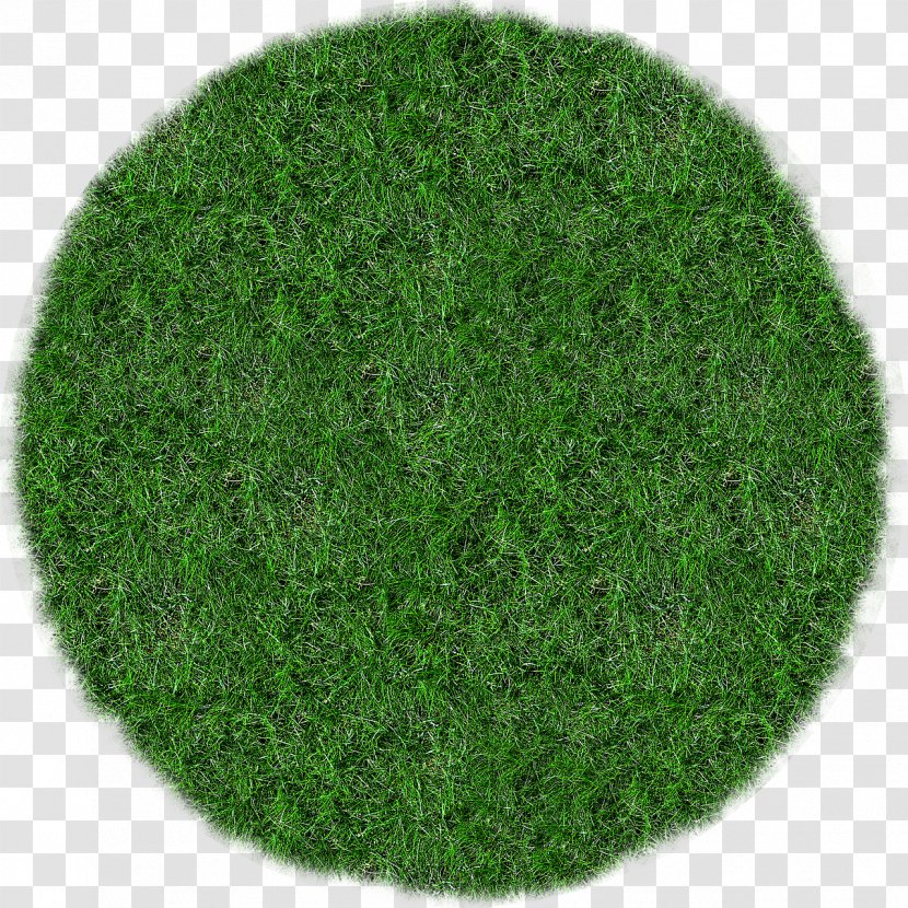 Bluegrass Lawn Meadow - Green - Grass Transparent PNG