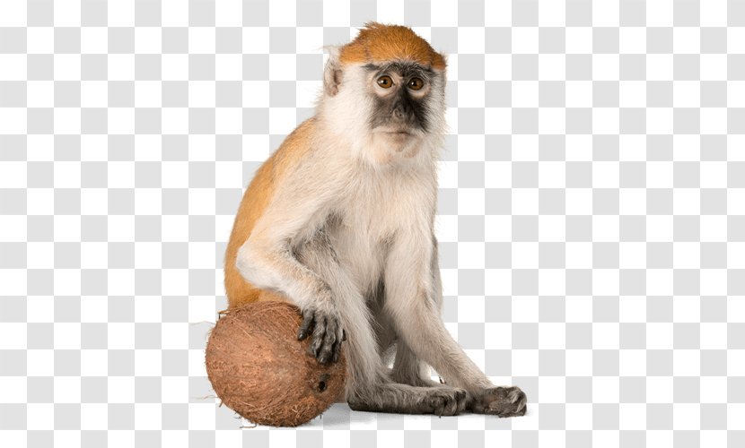 Macaque Primate Monkey Rat Chinese Astrology - Terrestrial Animal Transparent PNG