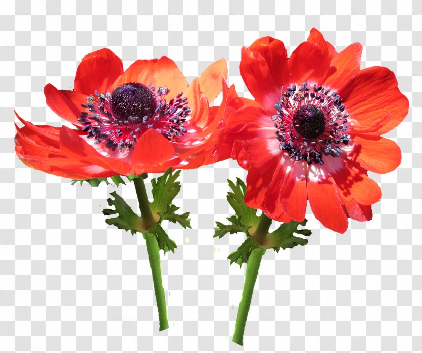 Cut Flowers Image Safflower Anemone - Art - Flag Transparent PNG