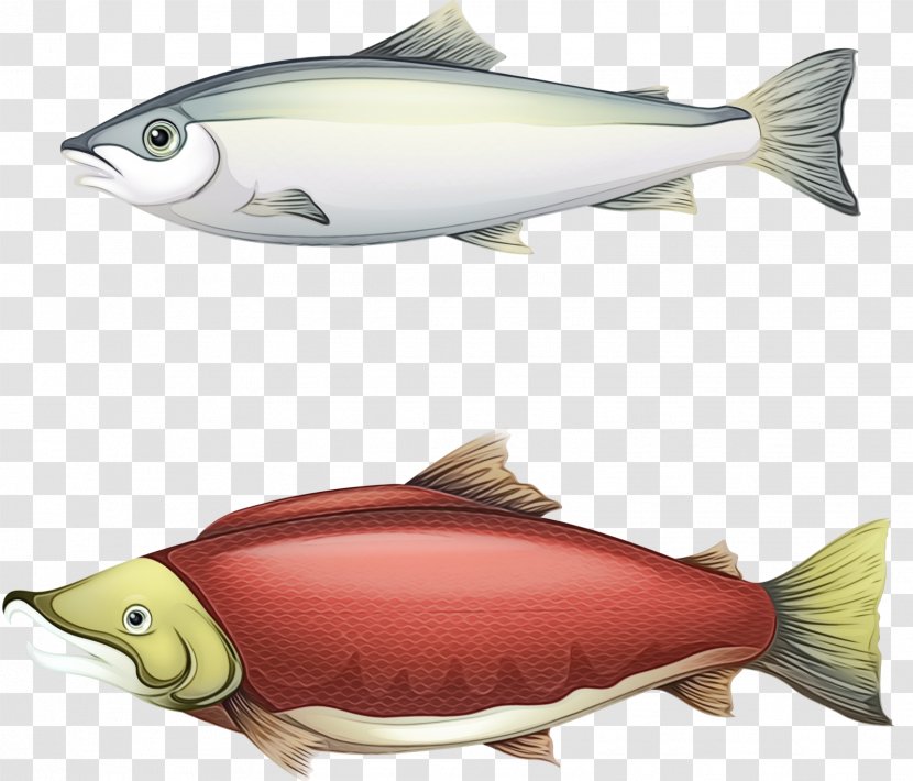 Fish Cartoon - Biology - Rayfinned Bonyfish Transparent PNG