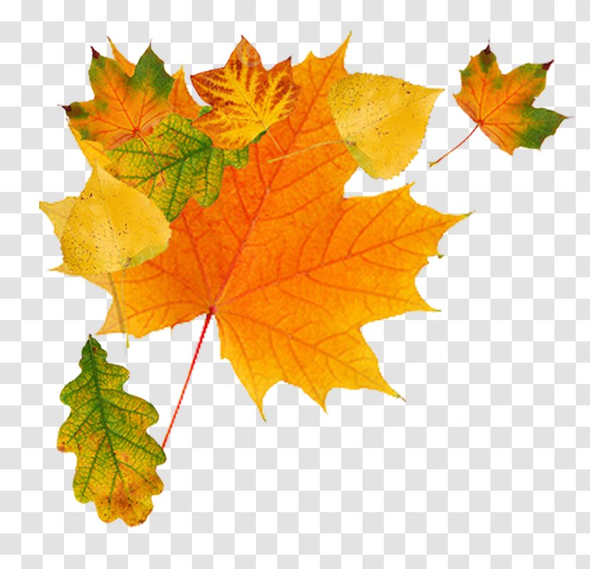 Autumn Leaf Color Clip Art - Wreath Transparent PNG