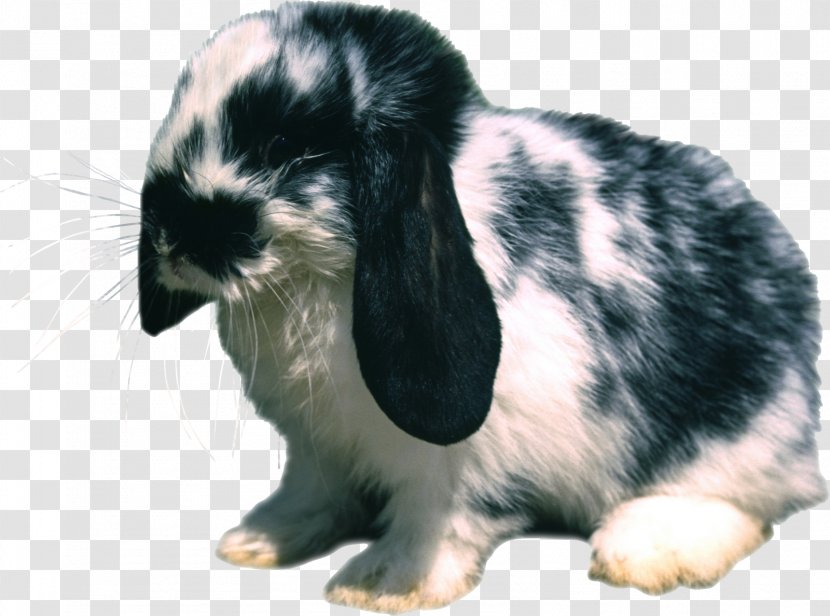 Domestic Rabbit Hare Clip Art - Easter - Pascoa Transparent PNG