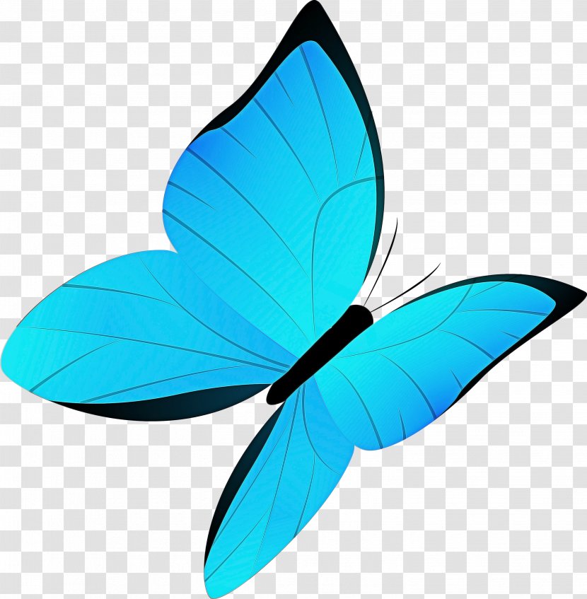 Butterfly Drawing - Turquoise - Symmetry Pollinator Transparent PNG