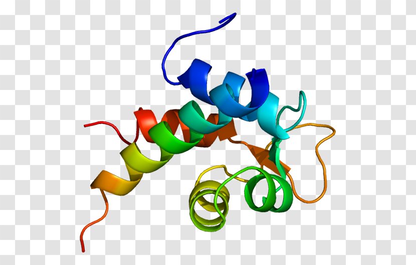 Actinin Alpha 2 Protein Laminin - Actinbinding Transparent PNG