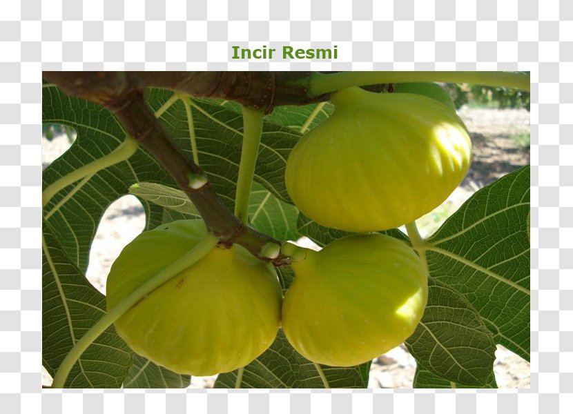 Common Fig Aydın Kestel, Nazilli Buharkent Auglis - Turkey - Ficus Carica Transparent PNG