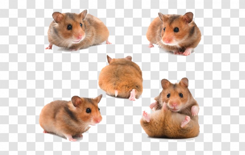 Djungarian Hamster Gerbil Roborovski Mouse Wheel - Little Transparent PNG