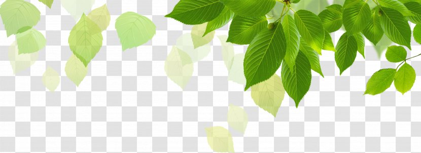 Butterfly Gardening Wallpaper - Green - Leaves Transparent PNG